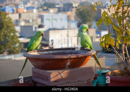 Una coppia di Rose-inanellati parrocchetti arroccato su un uccello bagno su un tetto a Jodhpur, Rajasthan, India Foto Stock