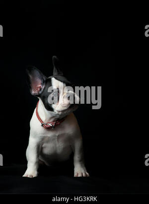 Cucciolo di bulldog francese su sfondo nero Foto Stock