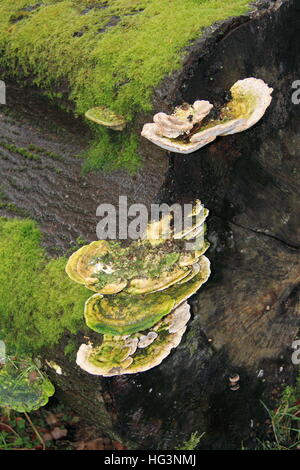 Staffa bitorzoluto funghi (Trametes gibbosa), Ranmore comune, North Downs, Surrey, Inghilterra, Gran Bretagna, Regno Unito Regno Unito Europa Foto Stock