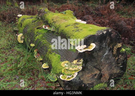 Staffa bitorzoluto funghi (Trametes gibbosa), Ranmore comune, North Downs, Surrey, Inghilterra, Gran Bretagna, Regno Unito Regno Unito Europa Foto Stock