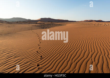 Passeggiate turistiche sulla Scenic dune di Sossusvlei, Namib Desert, Namib Naukluft National Park, Namibia. La luce del pomeriggio. Esplorazione e Avventura in Foto Stock