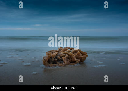 Spugna di mare lavato fino sulla spiaggia con onde sfocata in background Foto Stock