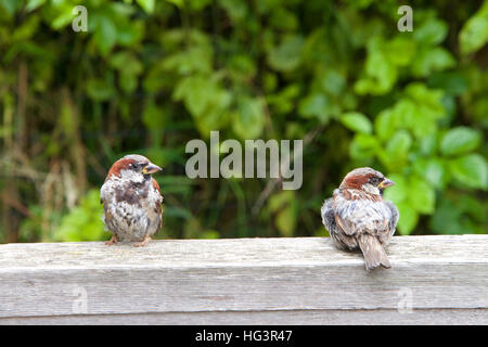 Due maschio house passeri seduto su un palo da recinzione, uno con il corpo rivolto in avanti, altre con corpo rivolta verso il retro, entrambi cercando di spettatori a destra. leav Foto Stock