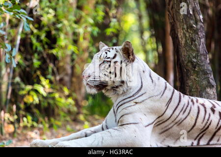 La tigre bianca è una variante di pigmentazione della tigre del Bengala. Foto Stock