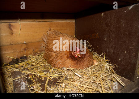 Pollo domestico nella scatola di nido Foto Stock