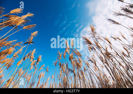 Giunco di palude secca reed sulla soleggiata giornata invernale, angolo basso Foto Stock