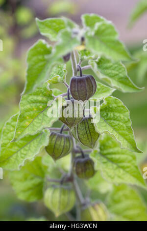 Physalis peruviana. Cape Gooseberry piante che crescono nel giardino. Foto Stock