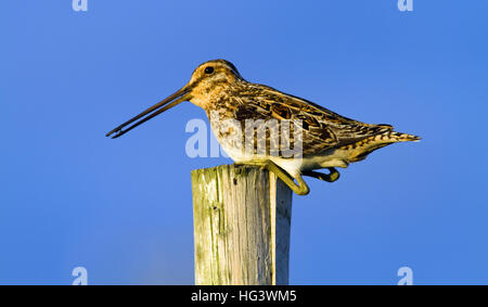 Snipe appollaiato su un palo da recinzione Foto Stock