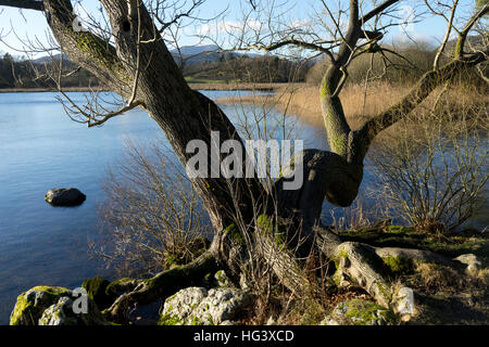 Incredibile nodose vecchio albero nel paesaggio del Distretto del Lago, REGNO UNITO Foto Stock