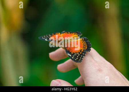 Il rosso Lacewing butterfly (Cethosia biblis) seduto sul lato Foto Stock