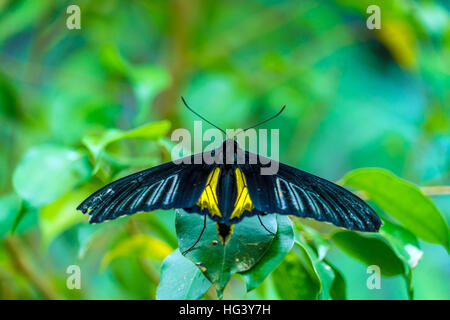 Golden birdwing butterfly (Troides rhadamantus) dalle Filippine Foto Stock