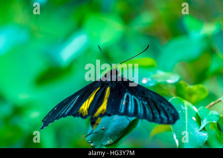 Golden birdwing butterfly (Troides rhadamantus) dalle Filippine Foto Stock