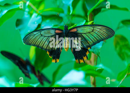 Grande giallo mormone o a coda di rondine asiatici (Papilio lowi) Foto Stock