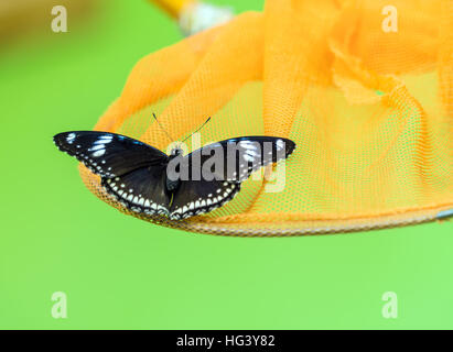 Il grande (Eggfly Hypolimnas bolina), chiamato anche il Blue Moon Butterfly e orange net Foto Stock