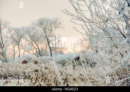 Inverno scenic con forsted alberi in un paesaggio conservation area denominata Goachat vicino a Schrobenhausen (Baviera, Germania) Foto Stock