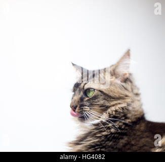 Tabby cat il suo incollaggio con la lingua fuori Foto Stock