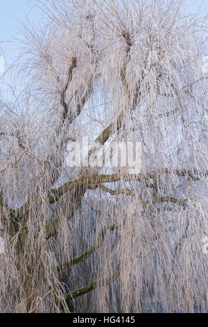 Salix babylonica 'pendula". Salice piangente albero coperto in una trasformata per forte gradiente gelo in inverno. Oxfordshire, Inghilterra Foto Stock