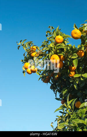 Le arance in una struttura ad albero e cielo blu a Maiorca, isole Baleari, Spagna nel mese di dicembre. Foto Stock