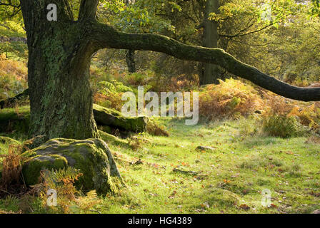 Autunno arriva con il browning di foglie di felce: bellezza naturale tra i boschi di forra Padley, Longshaw station wagon, Peak District, Derbyshire, Regno Unito Foto Stock
