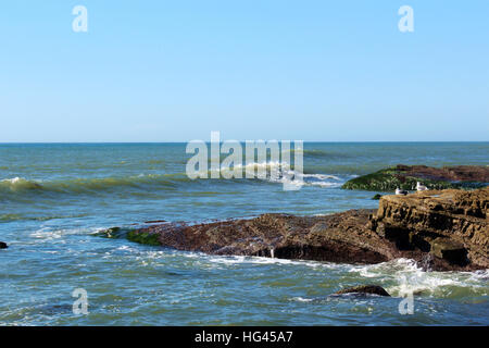 Maschio e femmina di gabbiani in appoggio su un affioramento roccioso nell'Oceano Pacifico al punto Loma, San Diego, California, Stati Uniti d'America Foto Stock