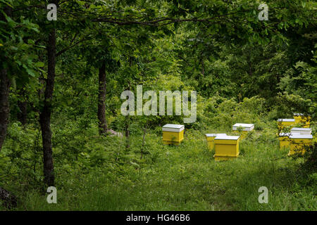 Il miele delle api arnie nella foresta Foto Stock