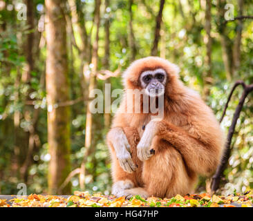 Lar o bianco-consegnato gibbone al primate di salvataggio vicino centro di Plettenberg Bay, Sud Africa Foto Stock