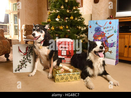 Cani a guardia i regali di Natale sotto l'albero di Natale Foto Stock