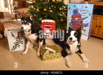 Cani a guardia i regali di Natale sotto l'albero di Natale Foto Stock