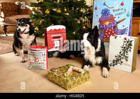 Cani a guardia i regali di Natale sotto l'albero di Natale Foto Stock