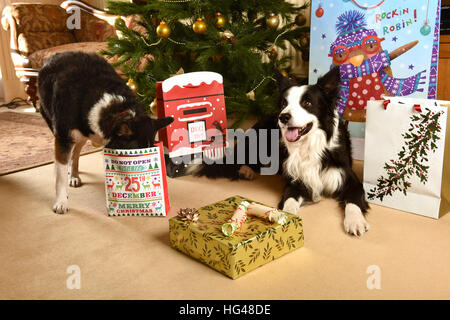 Cani a guardia i regali di Natale sotto l'albero di Natale Foto Stock