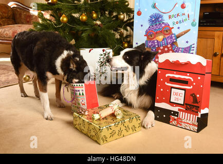 Cani a guardia i regali di Natale sotto l'albero di Natale Foto Stock