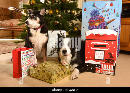 Cani a guardia i regali di Natale sotto l'albero di Natale Foto Stock