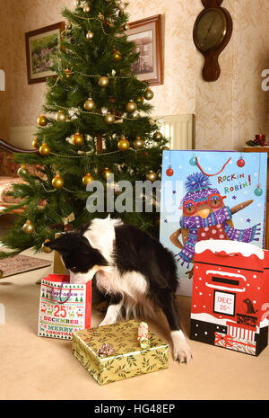 Cani a guardia i regali di Natale sotto l'albero di Natale Foto Stock