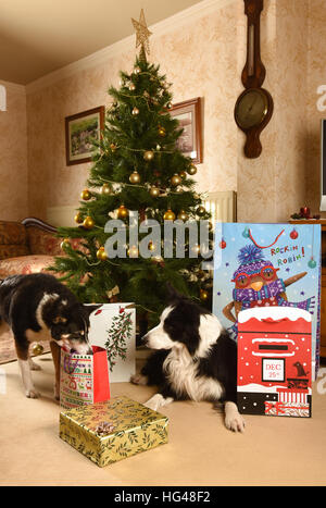 Cani a guardia i regali di Natale sotto l'albero di Natale Foto Stock