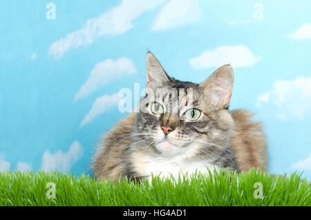 Nero Grigio marrone e bianco dai capelli lunghi tabby cat posa in erba alta cercando di telespettatori blu a sinistra sullo sfondo del cielo con nuvole bianche. Spazio di copia Foto Stock