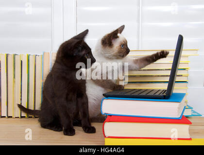 Siamese gattino seduto rivolto a schermo con una zampa, altri paw sulla tastiera del notebook in miniatura computer di tipo impilato su libri. Gattino nero con gr Foto Stock