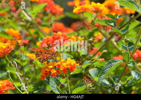 Gulf fritillary o passione butterfly, da medie a grandi dimensioni campione di bere il nettare da arancio e giallo fiori Lantana Foto Stock