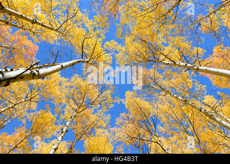 Abstract di golden aspen tree in Aspen - snowmass area selvaggia, Colorado Foto Stock