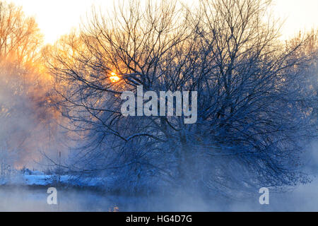 Sole splende attraverso il fitto di alberi coperto di brina Foto Stock