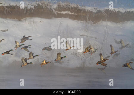 Mallard gregge decolla con l'inverno fiume all'alba nella nebbia Foto Stock