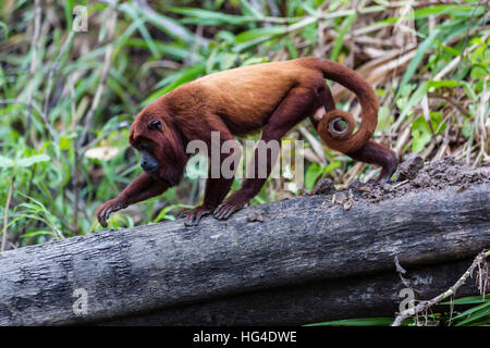 Rosso per adulti scimmia urlatrice (Alouatta Alouatta), San Miguel Cao, Loreto, Perù, Sud America Foto Stock