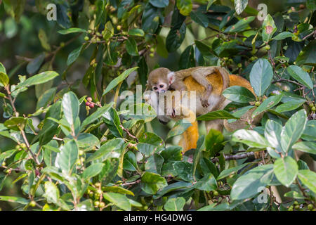 Comune madre Scimmia di scoiattolo (Saimiri sciureus) con un neonato in gli alberi della Nauta Cao, Loreto, Perù, Sud America Foto Stock