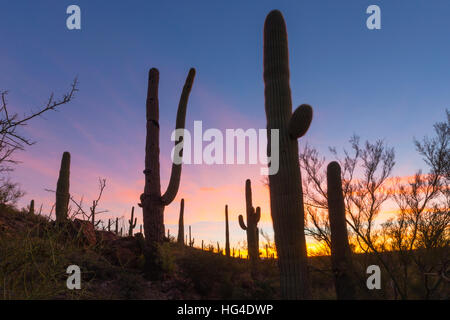 Giant cactus Saguaro (Carnegiea gigantea) all'alba nella Sweetwater preservare, Tucson, Arizona, USA, America del Nord Foto Stock