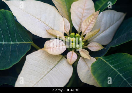 Close-up immagine di un bianco Poinsettia piante noto anche come Euphorbia pulcherrima Foto Stock