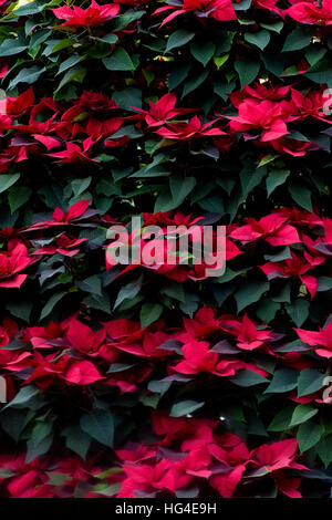 Red Poinsettia piante noto anche come Euphorbia pulcherrima Foto Stock