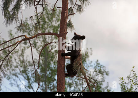 Black Bear Cub, Ursus americanus, salendo un albero Foto Stock