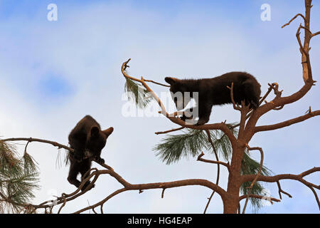 Black Bear cubs, Ursus americanus Foto Stock