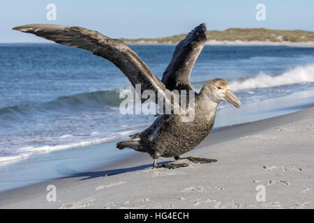 Il gigante del sud Petrel allungamento alare Foto Stock