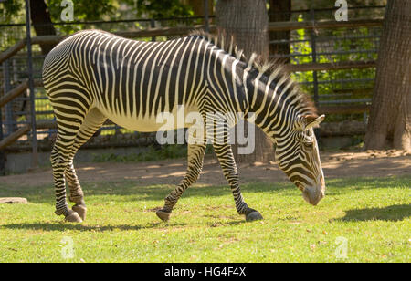 Un africano Zebra in piedi su erba e mangiare. Foto Stock