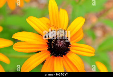 Ape su un fiore per raccogliere il polline Foto Stock